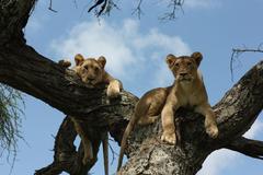 Three Lions in tree (Tarangire)