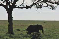 Elephant beneath Leopard