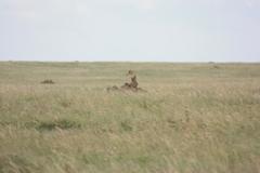 Cheetahs (Serengeti)